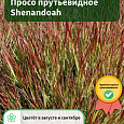 Просо прутьевидное Shenandoah