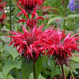 Монарда двойчатая Панорама Ред
