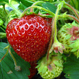 Земляника садовая Зенкора Земляника садовая Зенкора