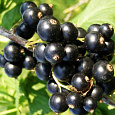 Смородина черная Изюмная