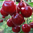 Вишня обыкновенная Памяти Вавилова