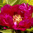 Пион древовидный Цветы Дракона