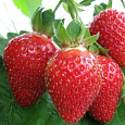 Земляника садовая Баунти Земляника садовая Баунти