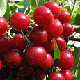 Вишнево-черешневый гибрид (Дюк) Саратовская малышка Вишнево-черешневый гибрид (Дюк) Саратовская малышка