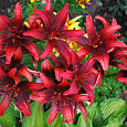 Лилия азиатская Танго Олина