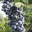 Голубика высокорослая Сиерра
