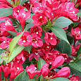 Вейгела гибридная Олл Саммэ Ред Вейгела гибридная Олл Саммэ Ред
