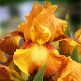 Ирис бородатый Растик Седар