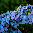Гортензия крупнолистная Blue deckle Гортензия крупнолистная Blue deckle