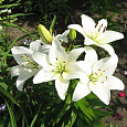 Лилия азиатская Навона