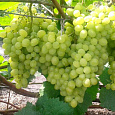 Виноград культурный Алешенькин