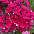 Флокс метельчатый Старфайр Флокс метельчатый Старфайр