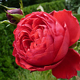 Роза чайно-гибридная Мейян Травиата