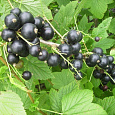 Смородина черная Подарок Кузиору