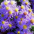 Астра кустарниковая Prof. Anton Kippenberg
