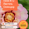 Пион ИТО Пастель Сплендор Пион ИТО Пастель Сплендор