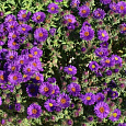 Астра кустарниковая Barrs Purple