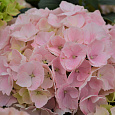 Гортензия крупнолистовая Либертин Пинк