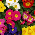Примула Пионер Микс
