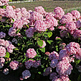 Гортензия древовидная Мэджикал Пинкербелл