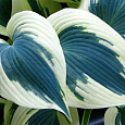 Хоста гибридная Блу Айвори Хоста гибридная Блу Айвори