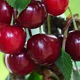Вишня обыкновенная Владимирская