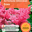 Астильба японская Бонн Астильба японская Бонн