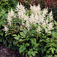 Астильба японская Gladstone
