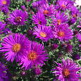 Астра кустарниковая Barrs Purple