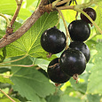 Смородина черная Подарок Кузиору