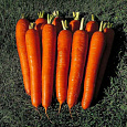 Морковь Император