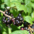 Смородина черная Дачница