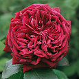 Роза Кустовая The Prince