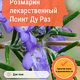 Розмарин лекарственный Поинт Ду Раз