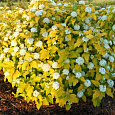 Пузыреплодник калинолистный Энис Голд