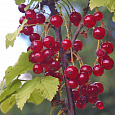 Смородина красная Ася