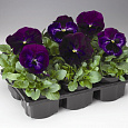 Виола крупноцветковая Колоссус Неон Виолет