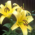 Лилия ОТ-гибрид Авокадо