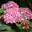 Гортензия крупнолистовая Сабрина Гортензия крупнолистовая Сабрина