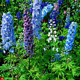 Дельфиниум (живокость) культурный Волшебный Фонтан