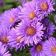 Астра кустарниковая Barrs Purple