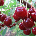Вишня обыкновенная Памяти Вавилова