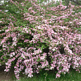 Вейгела цветущая Сьюзен Вейгела цветущая Сьюзен