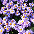Астра кустарниковая Prof. Anton Kippenberg